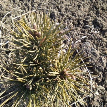 短叶五针松2--3年苗适合盆栽绿植苗圃定植陪育
