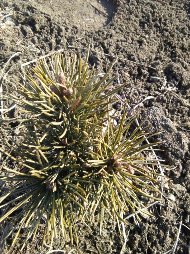 短叶五针松2--3年苗适合盆栽绿植苗圃定植陪育