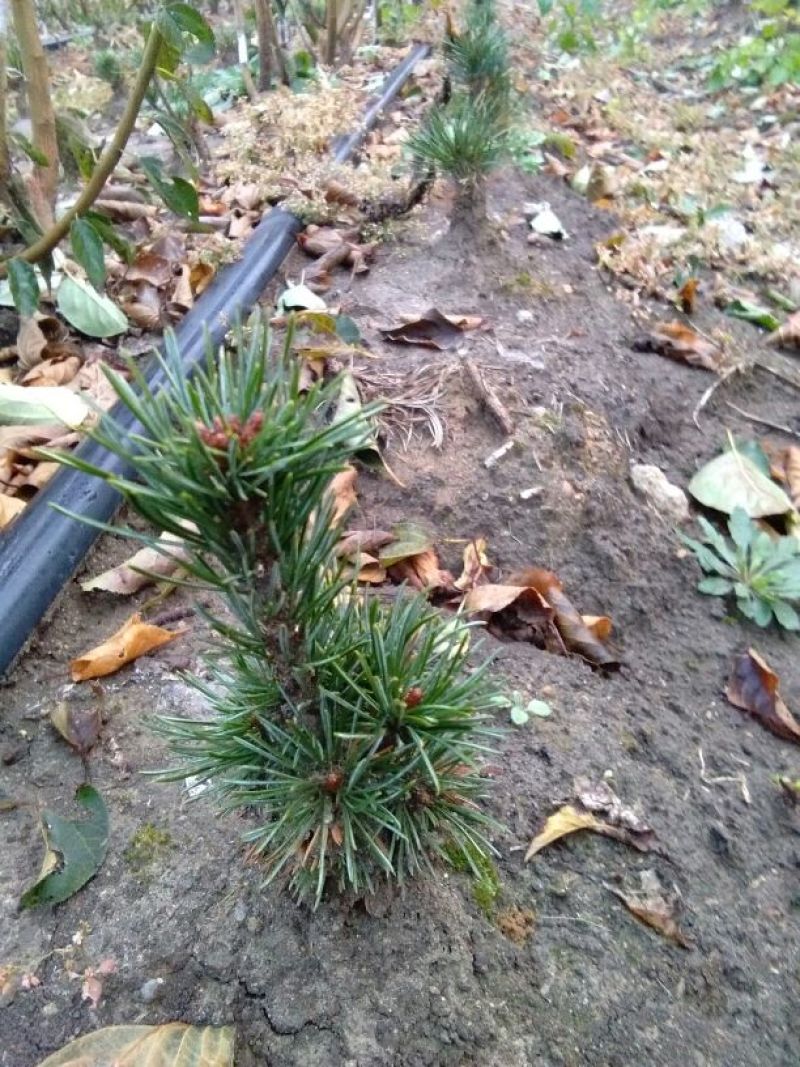 短叶五针松2--3年苗适合盆栽绿植苗圃定植陪育