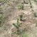 短叶五针松2--3年苗适合盆栽绿植苗圃定植陪育
