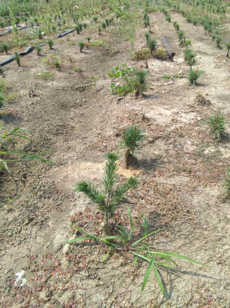 短叶五针松2--3年苗适合盆栽绿植苗圃定植陪育
