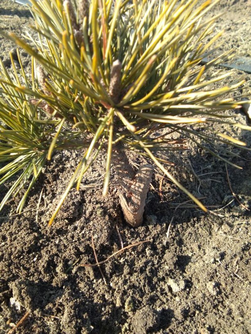 短叶五针松2--3年苗适合盆栽绿植苗圃定植陪育