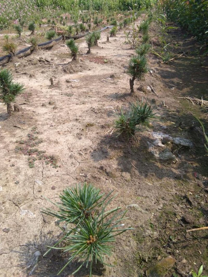 短叶五针松2--3年苗适合盆栽绿植苗圃定植陪育