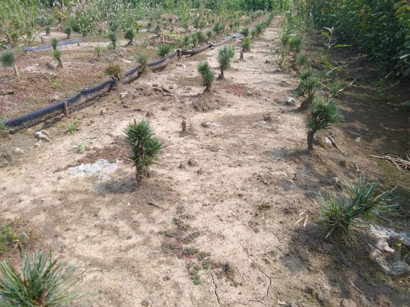 短叶五针松2--3年苗适合盆栽绿植苗圃定植陪育