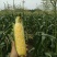 水果玉米8两以上