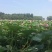 东北大米新米一级