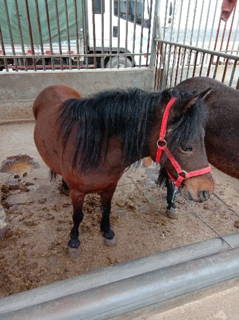 矮马100~200kg