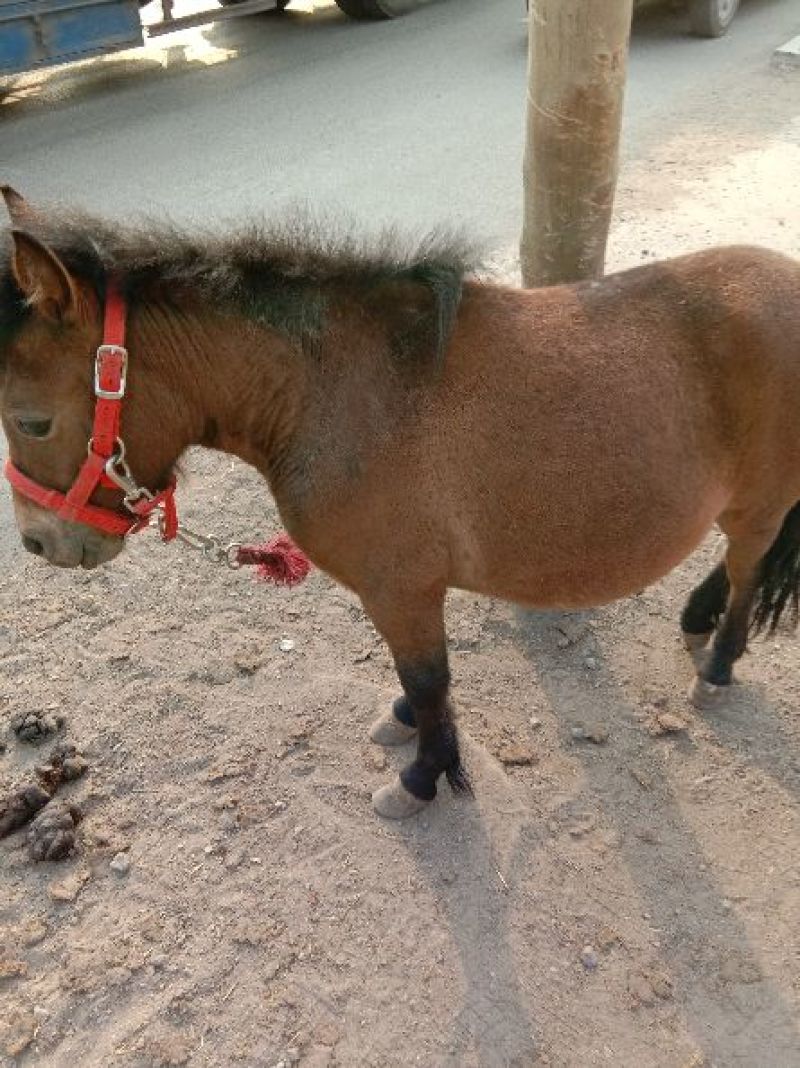 矮马100~200kg