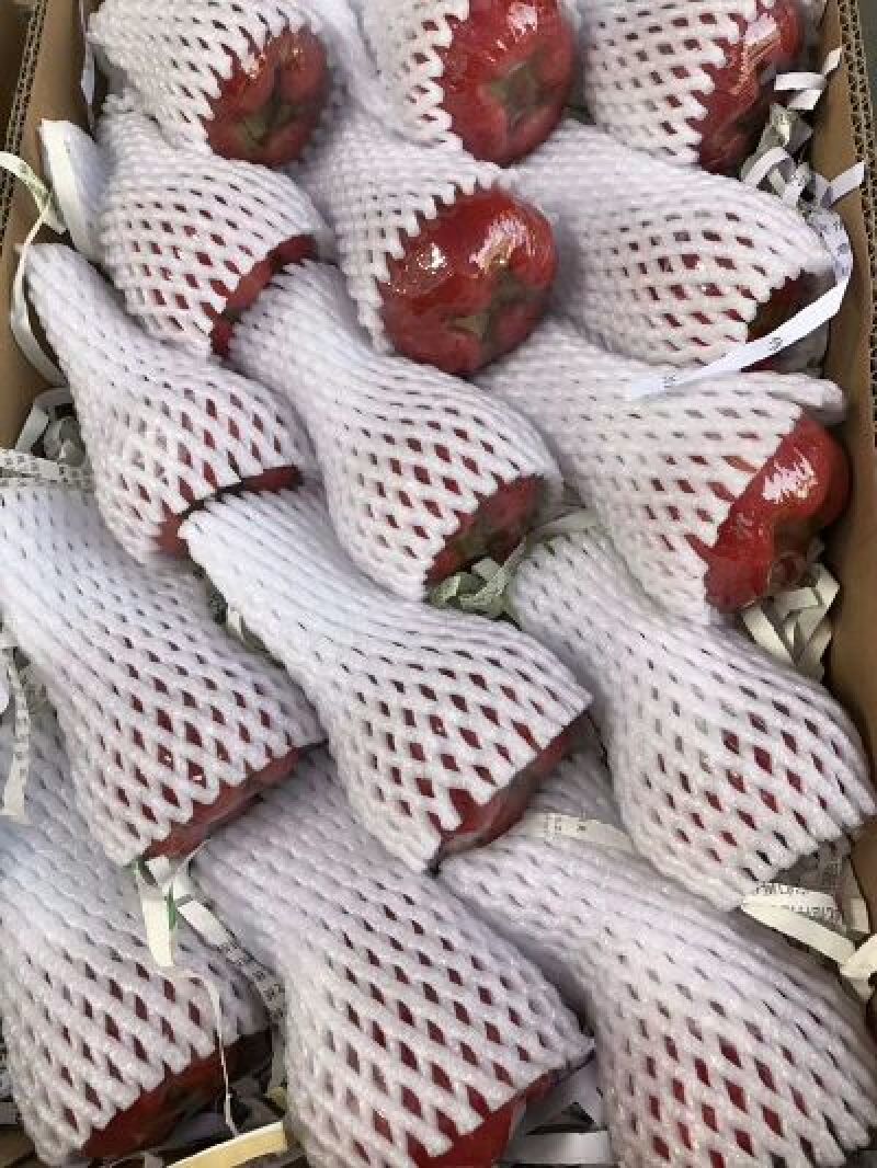 黑金刚莲雾7~9厘米