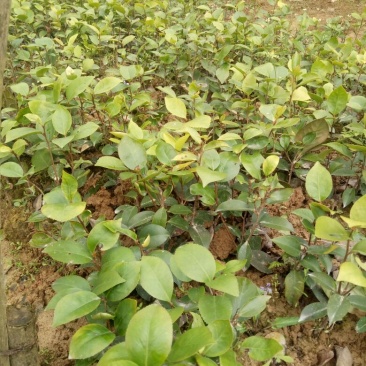花露珍20~30cm