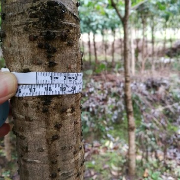 桂花树1.5~2米4-8cm2.5~3米