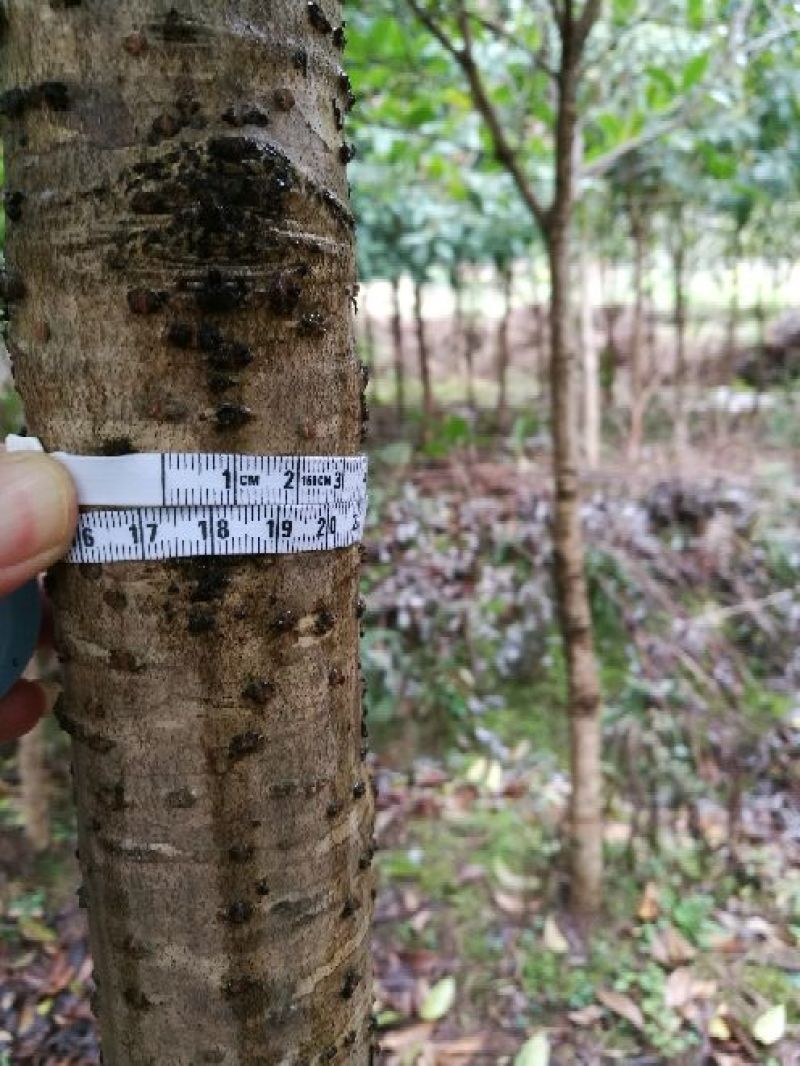 桂花树1.5~2米4-8cm2.5~3米
