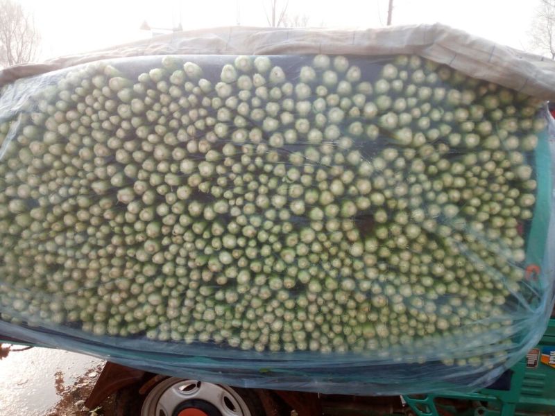精品蔬菜芹菜常年有货
