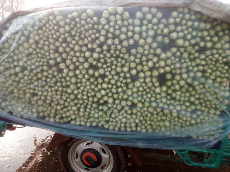 精品蔬菜芹菜常年有货