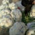 白面青梗松花菜2~3斤散花乳白产地直供