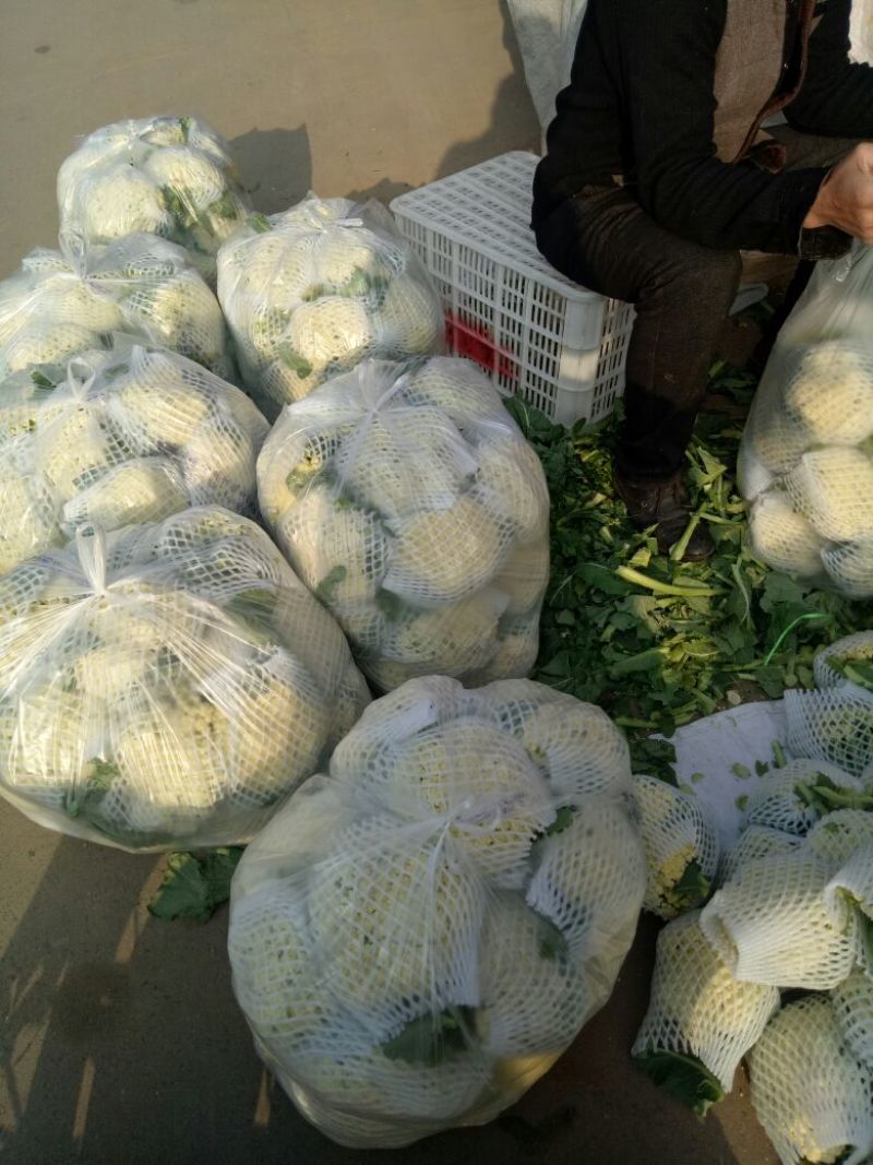 白面青梗松花菜2~3斤散花乳白产地直供