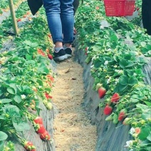 红颜草莓苗十五年种植经验/免费提供种植技术