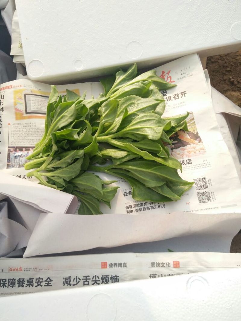 非洲冰草