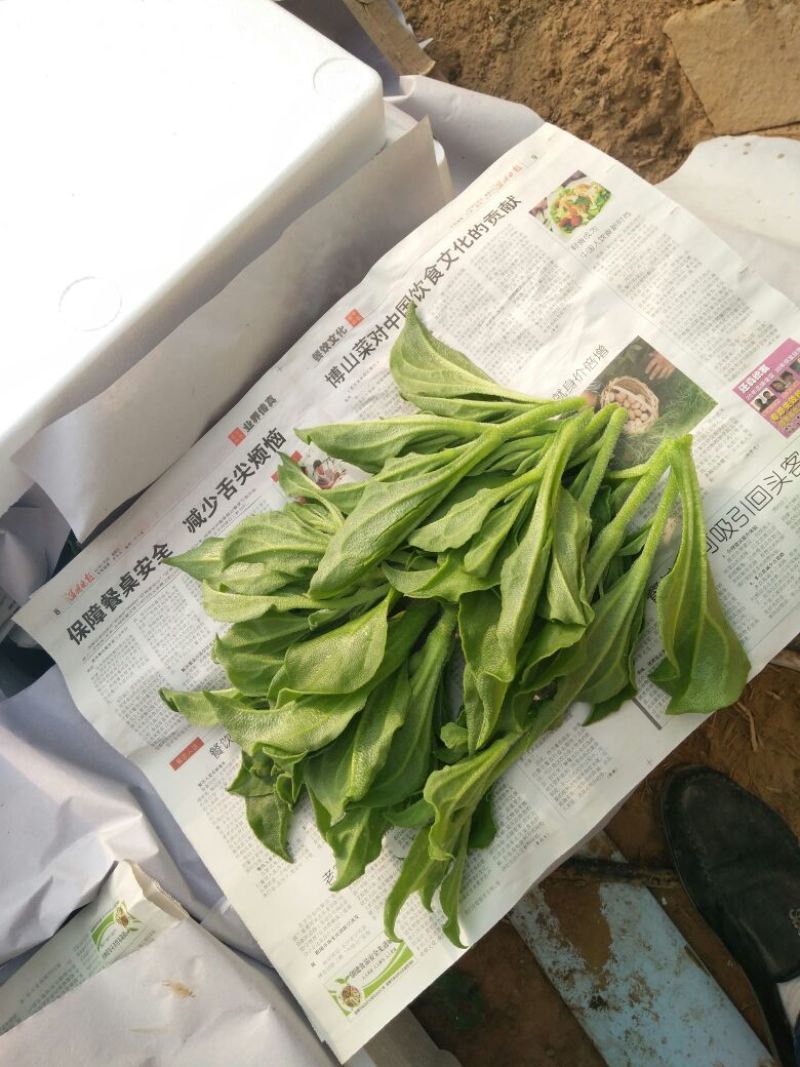非洲冰草
