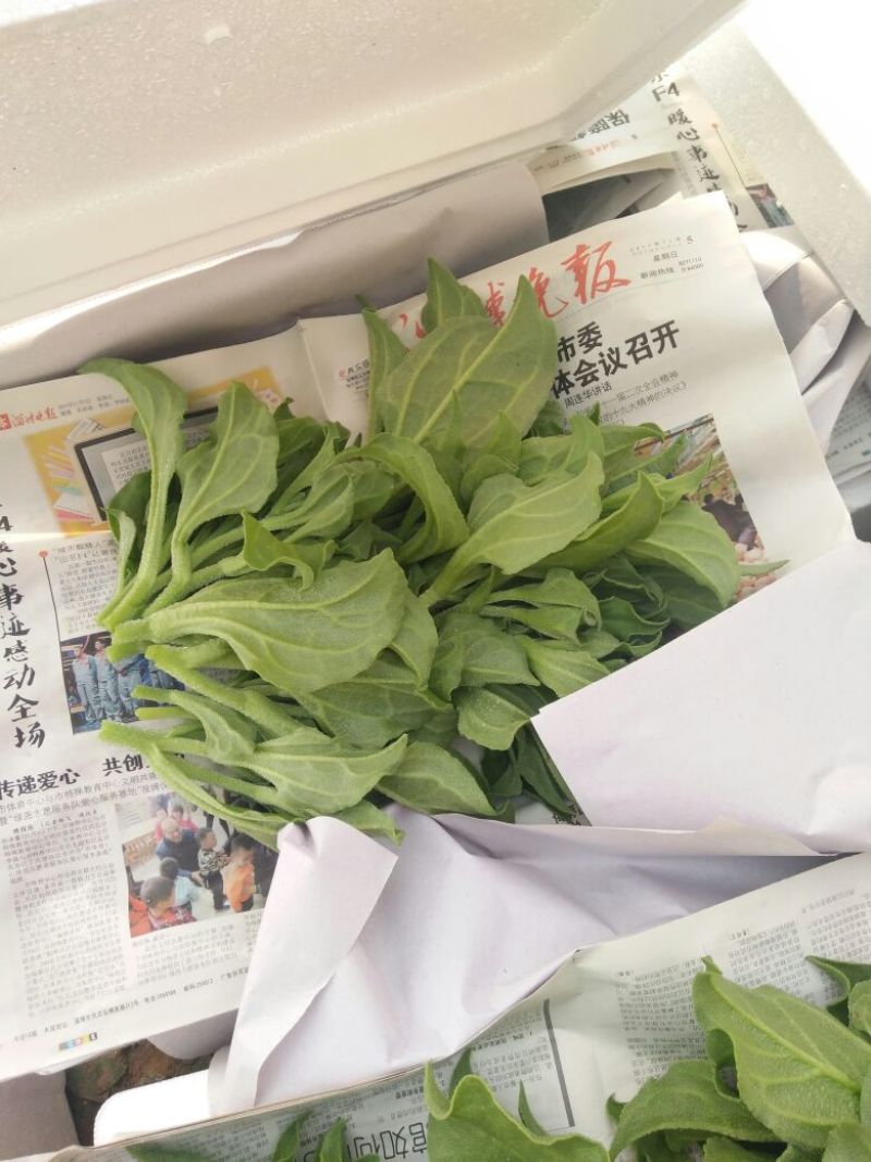 非洲冰草