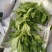 非洲冰草
