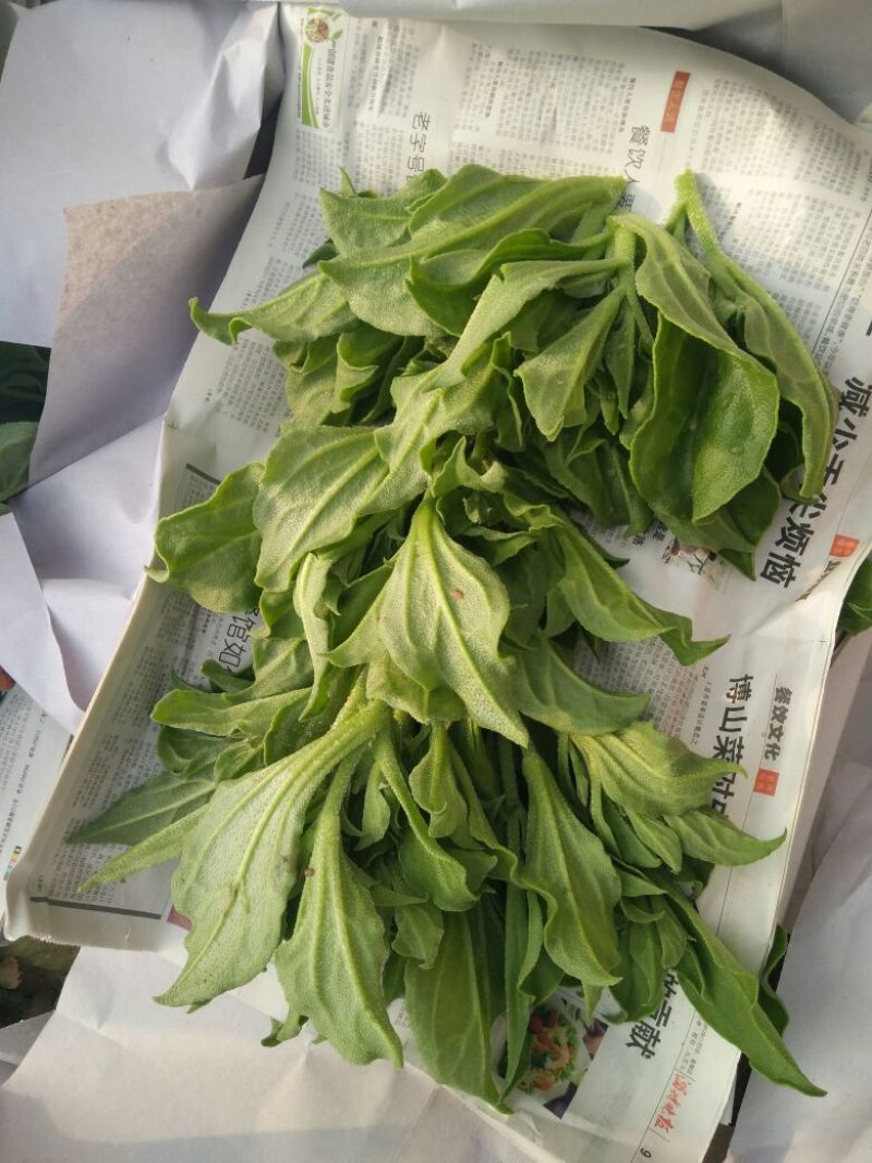 非洲冰草