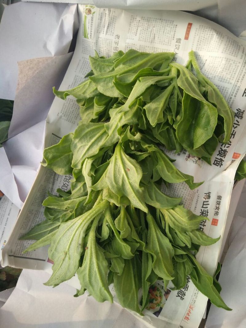 非洲冰草