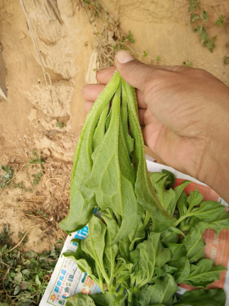 非洲冰草