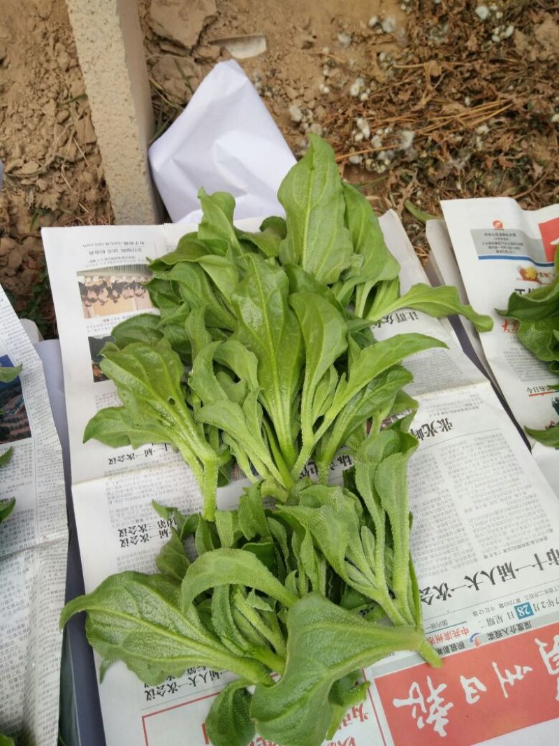 非洲冰草