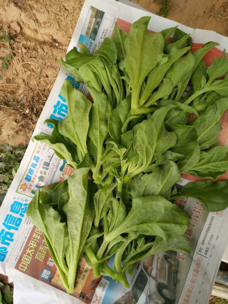 非洲冰草