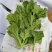 非洲冰草