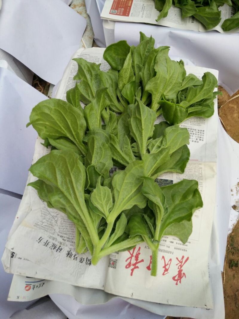 非洲冰草