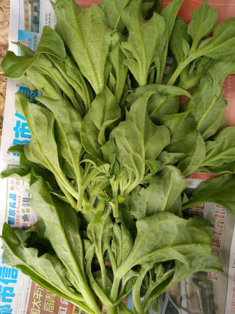 非洲冰草