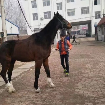 半血马400~500kg