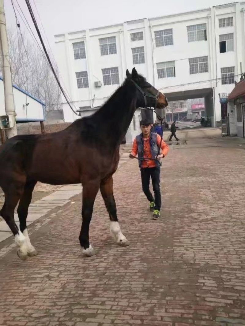 半血马400~500kg