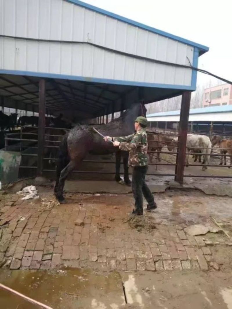 半血马400~500kg