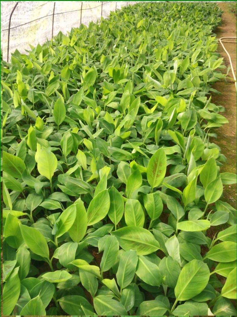 红香蕉苗1~2年一级良种