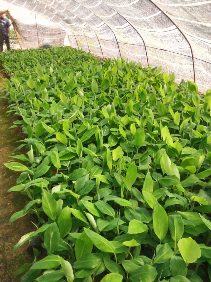 红香蕉苗1~2年一级良种