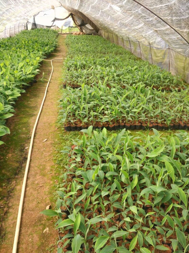红香蕉苗1~2年一级良种