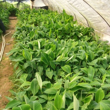 红香蕉苗1~2年一级良种