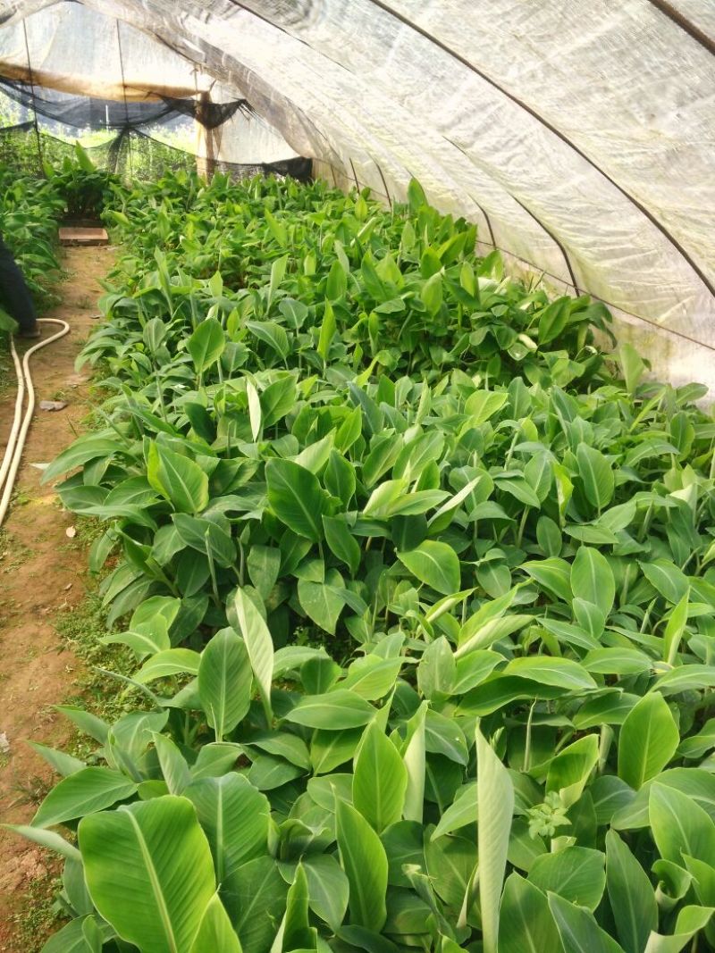 红香蕉苗1~2年一级良种