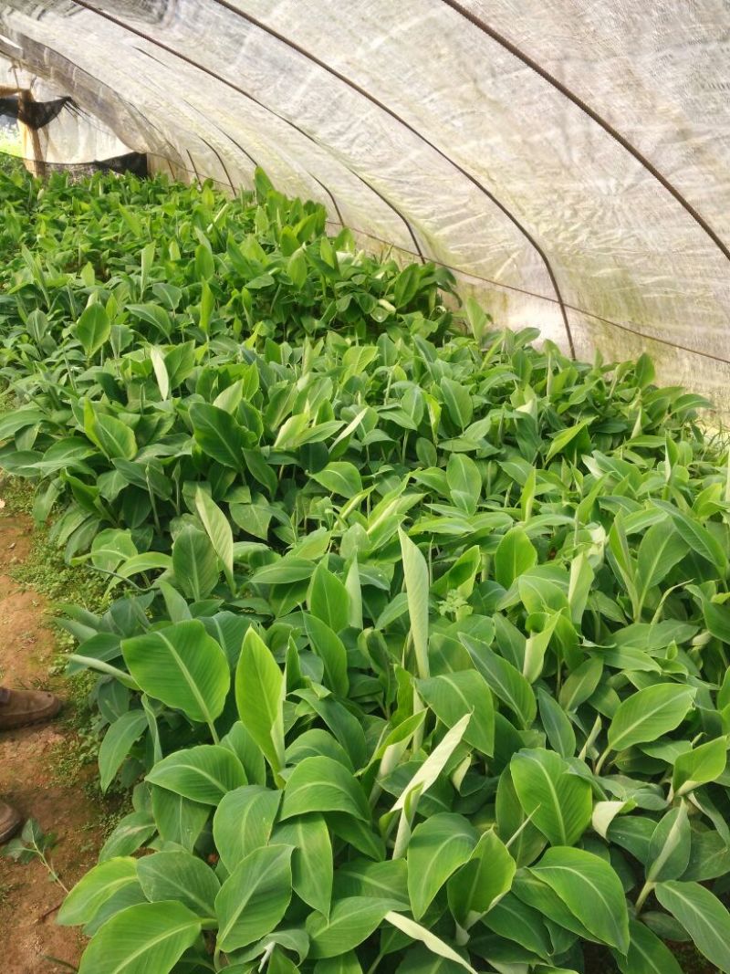 红香蕉苗1~2年一级良种