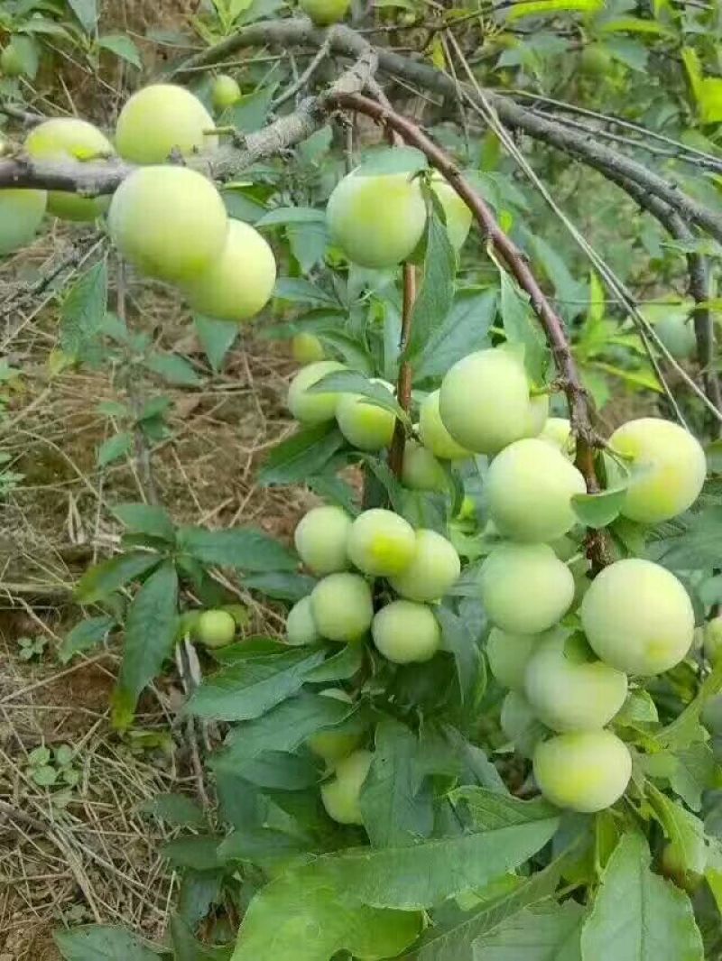 早熟三华李树苗50~100cm