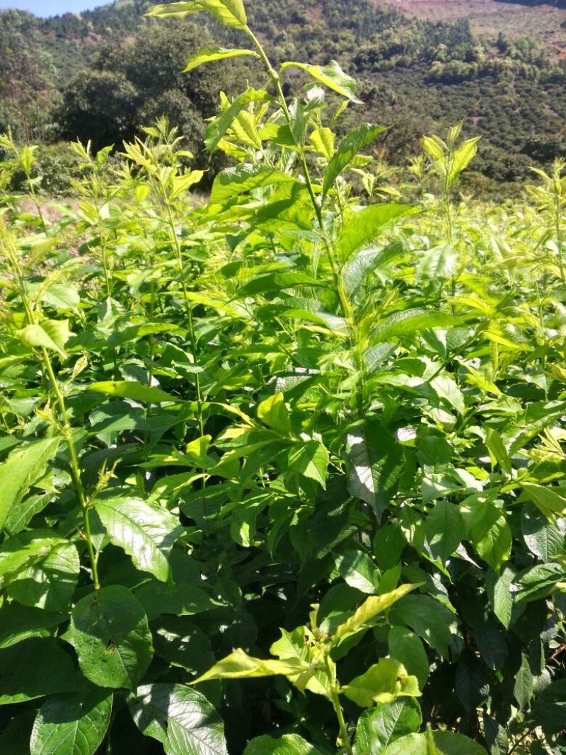 早熟三华李树苗50~100cm