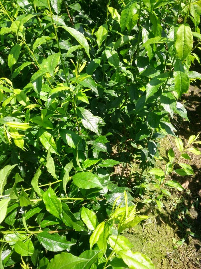 早熟三华李树苗50~100cm