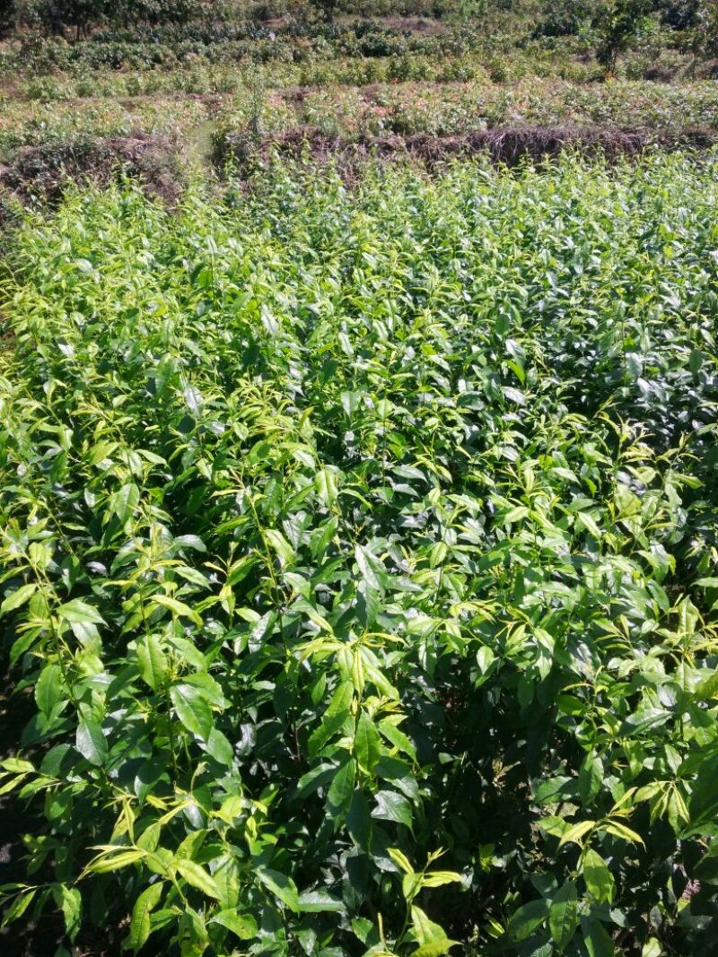 早熟三华李树苗50~100cm
