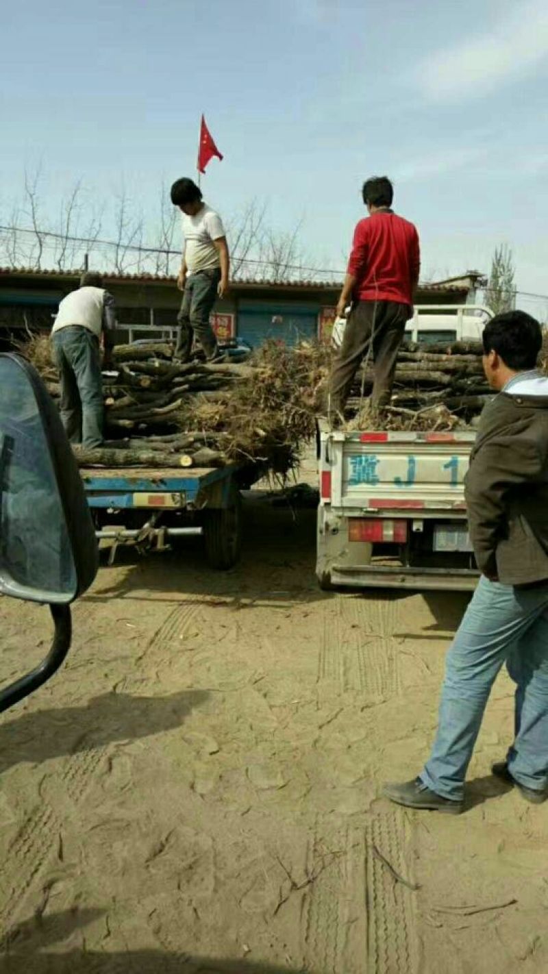 纯正冬枣树苗原产地供应品质保证保成活假一赔十
