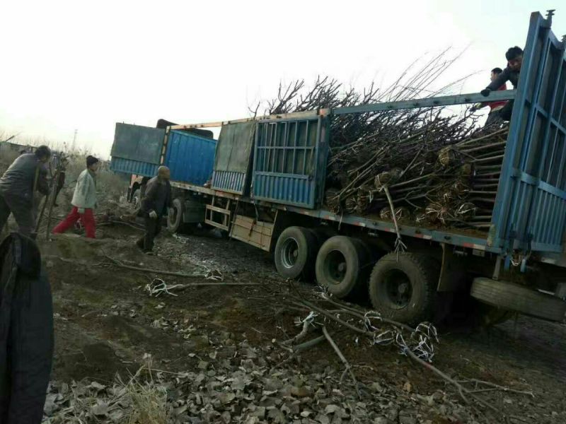 纯正冬枣树苗原产地供应品质保证保成活假一赔十