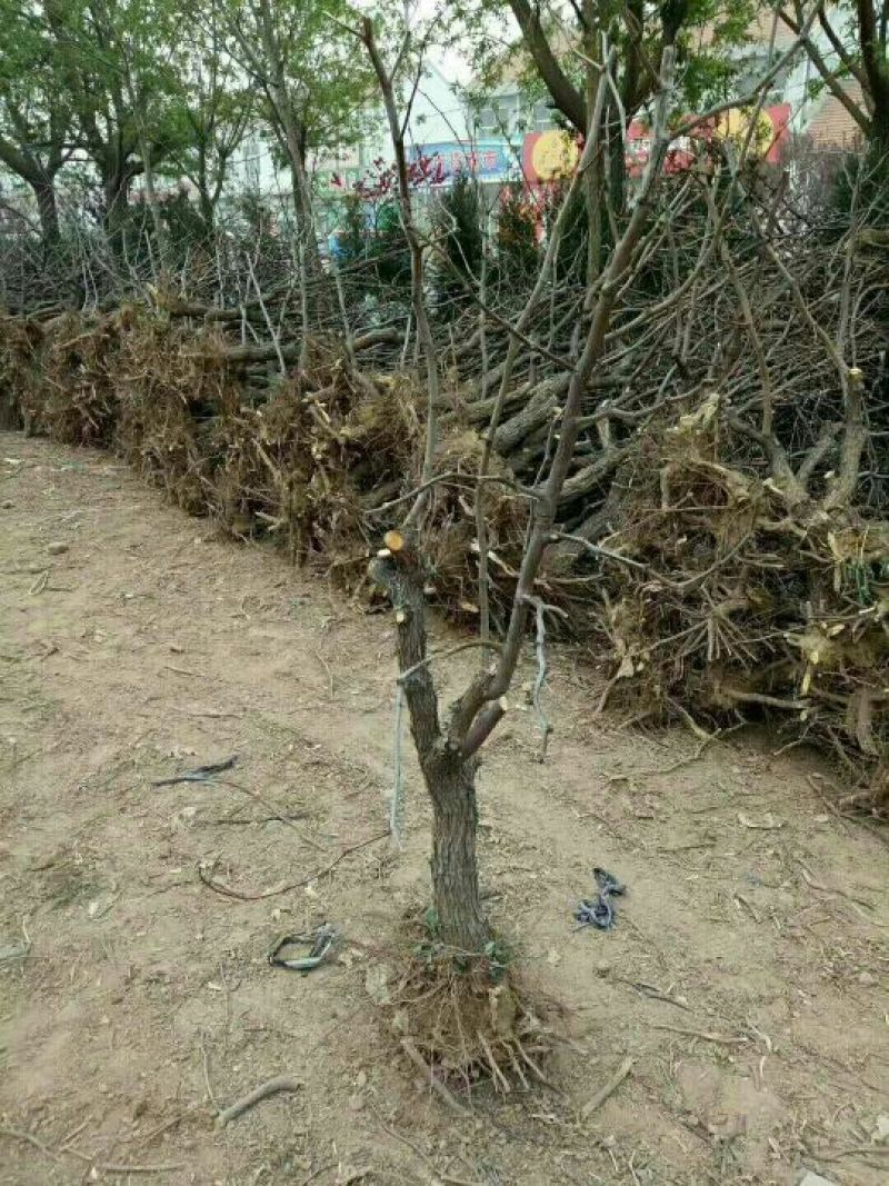 纯正冬枣树苗原产地供应品质保证保成活假一赔十