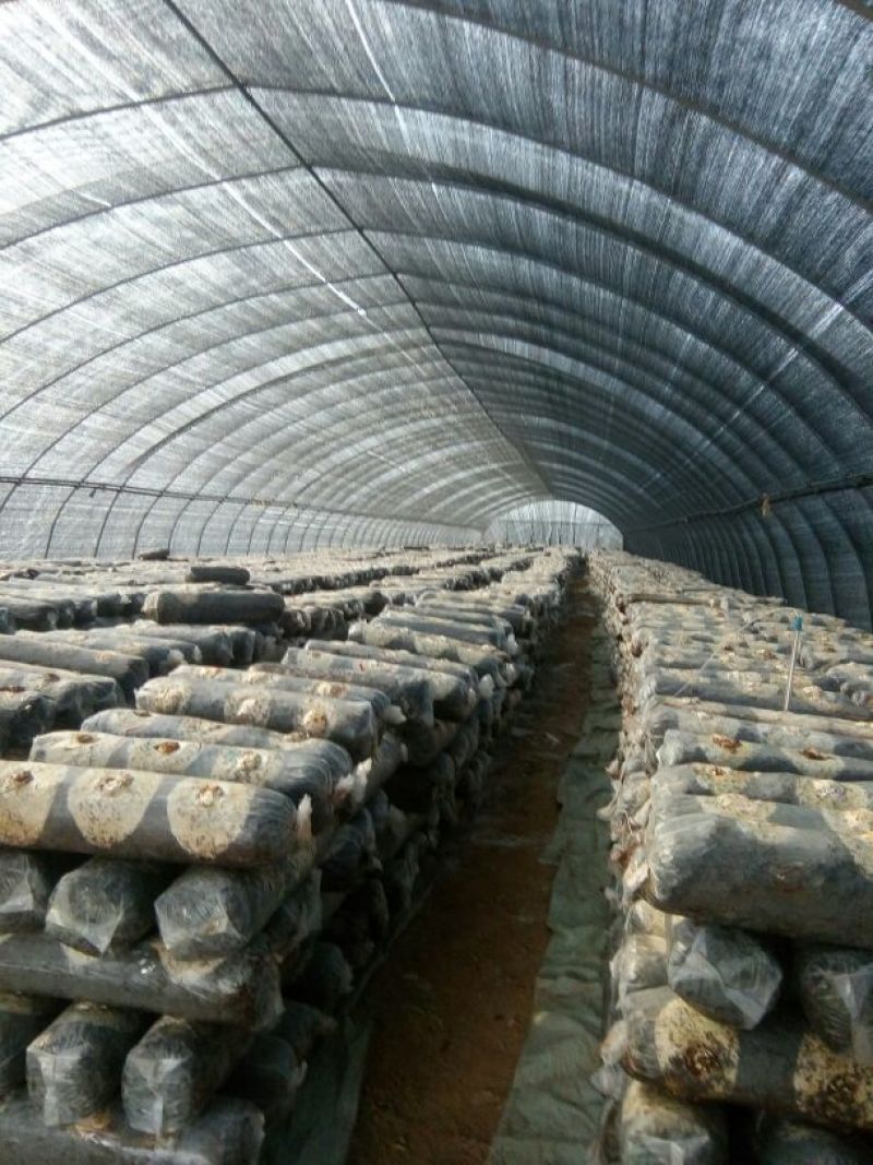 808香菇棒18*60公分